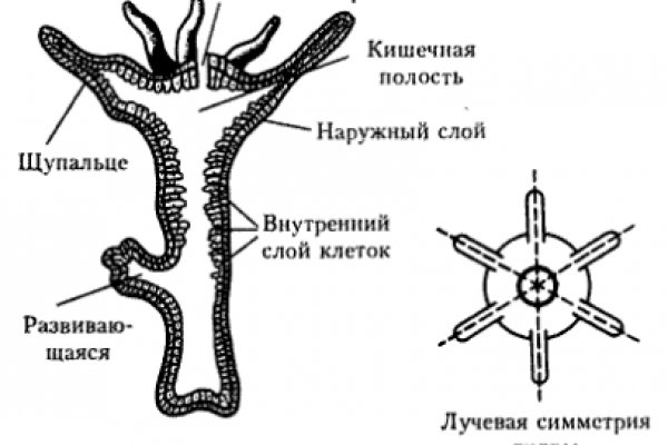 Кракен тор store